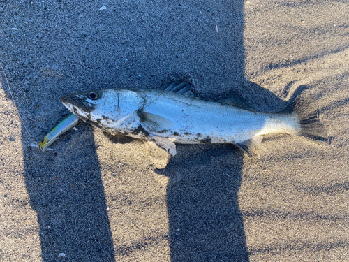 フッコ（マルスズキ）の釣果