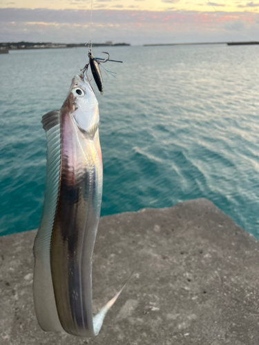 タチウオの釣果