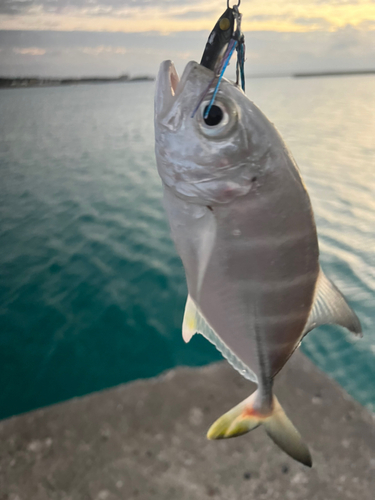 ガーラの釣果