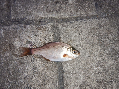 ウミタナゴの釣果