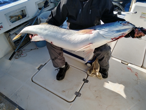 オオニベの釣果