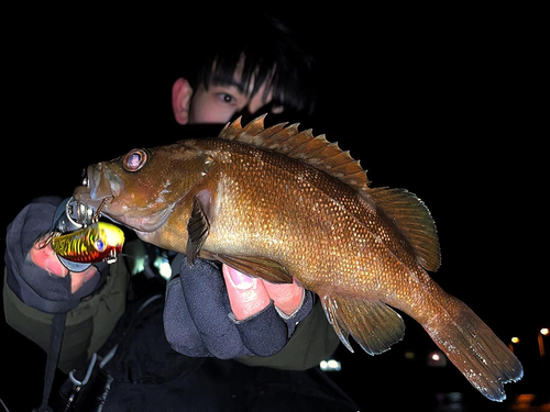 エゾメバルの釣果