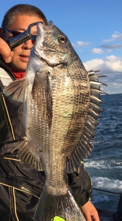 チヌの釣果