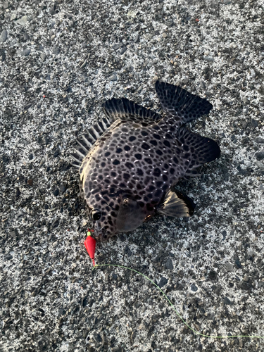 イシガキダイの釣果