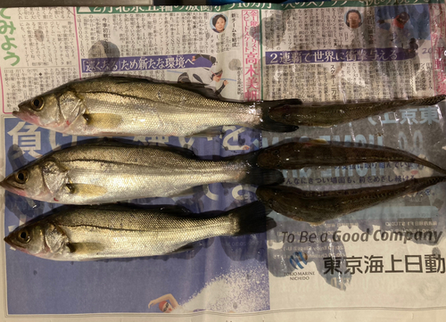 シーバスの釣果