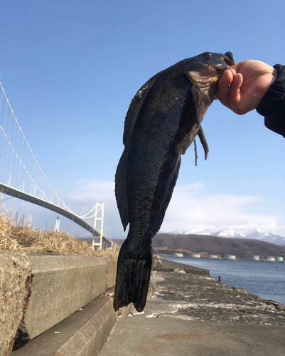 アブラコの釣果