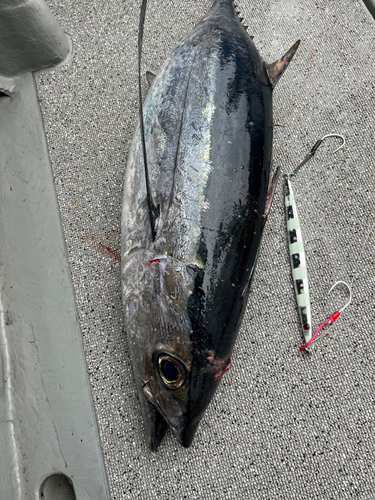 ビンチョウマグロの釣果