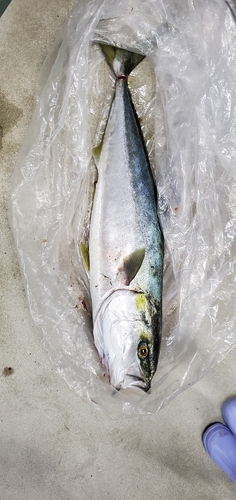 ブリの釣果