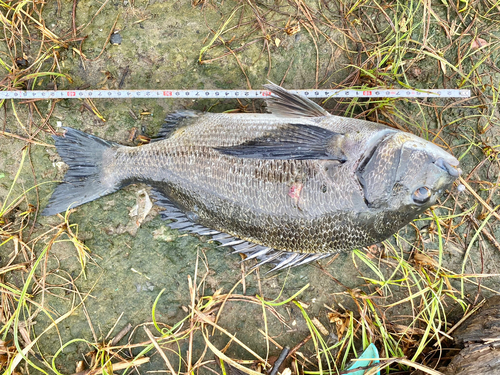 クロダイの釣果