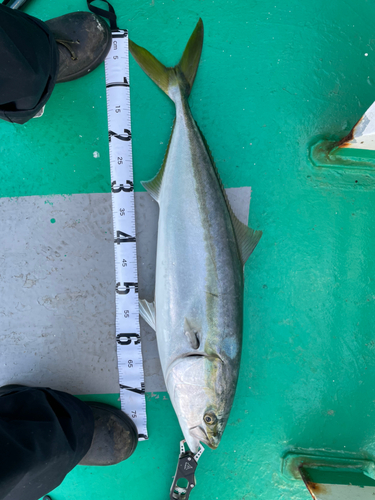 ブリの釣果