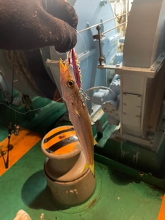 カマスの釣果