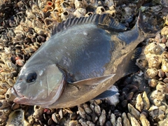 オナガグレの釣果