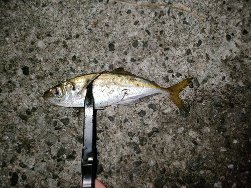 マアジの釣果