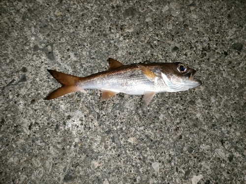 クロムツの釣果