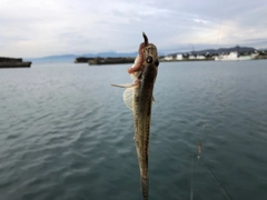 ハゼの釣果