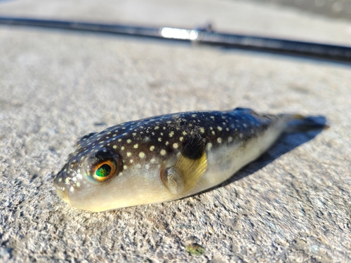 クサフグの釣果