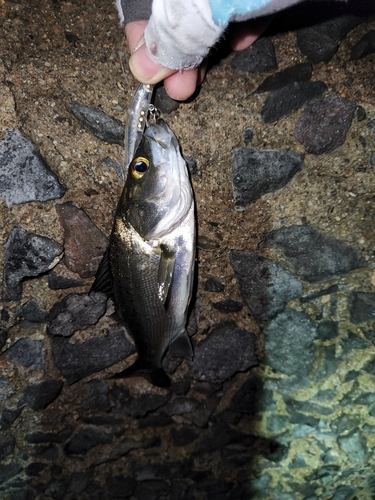 セイゴ（マルスズキ）の釣果