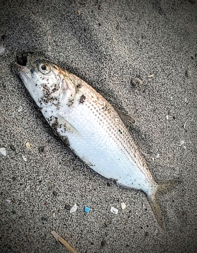 コノシロの釣果