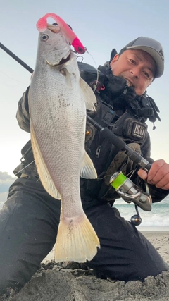 ニベの釣果