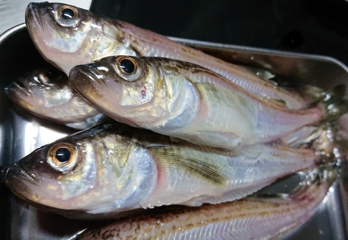 ハタハタの釣果