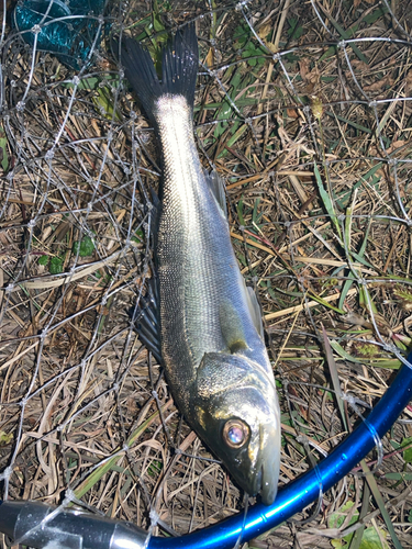 セイゴ（マルスズキ）の釣果