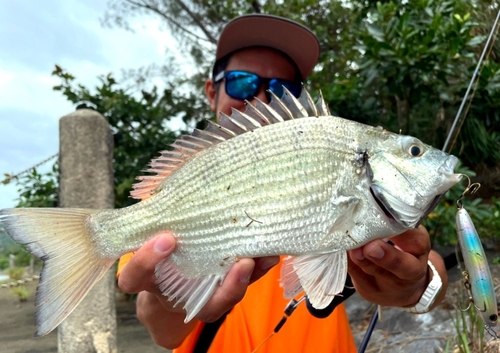 ミナミクロダイの釣果