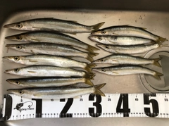 アカカマスの釣果