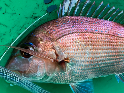 マダイの釣果