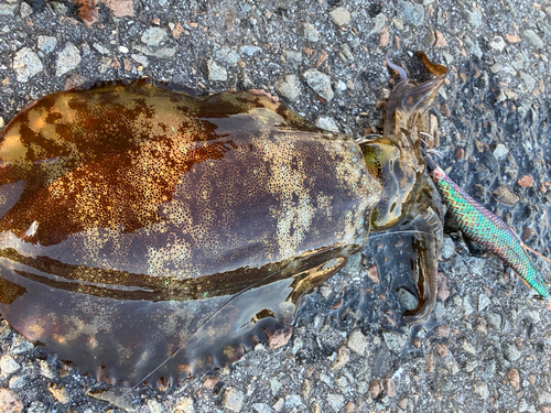 アオリイカの釣果