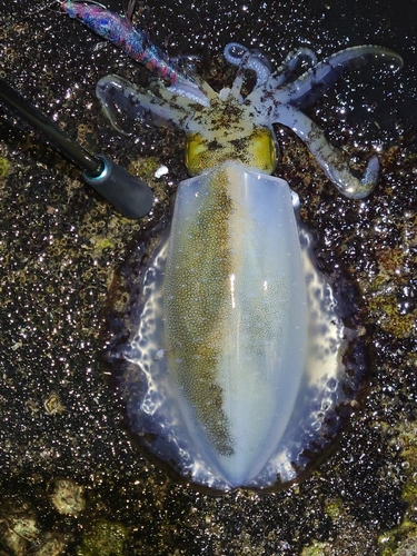 アオリイカの釣果