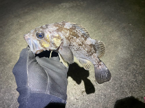 クロソイの釣果