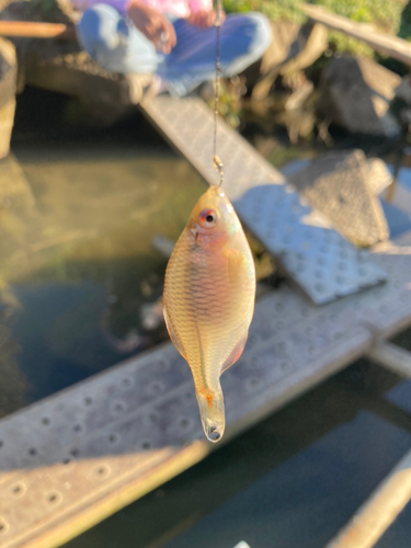 タイリクバラタナゴの釣果