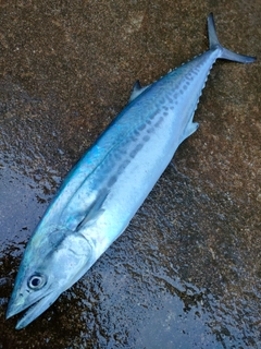 サゴシの釣果