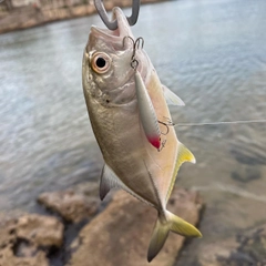 メッキの釣果