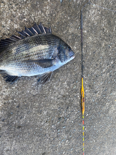 チヌの釣果