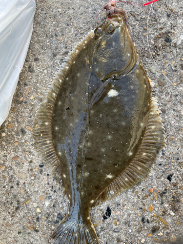 カレイの釣果