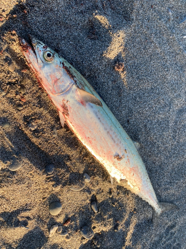 サゴシの釣果