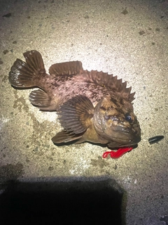 オウゴンムラソイの釣果