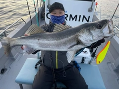 フッコ（マルスズキ）の釣果