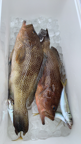 オオモンハタの釣果