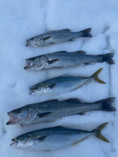 ヒラスズキの釣果