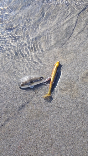 クサフグの釣果