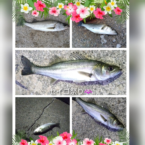 シーバスの釣果