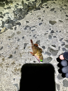 アラカブの釣果