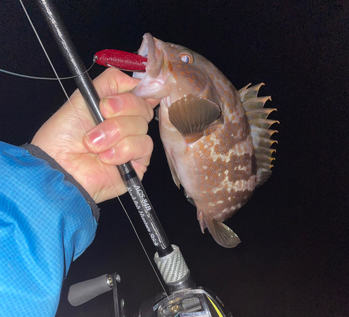 アコウの釣果