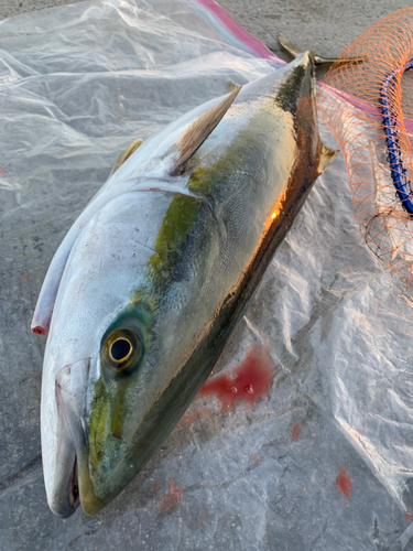 ブリの釣果