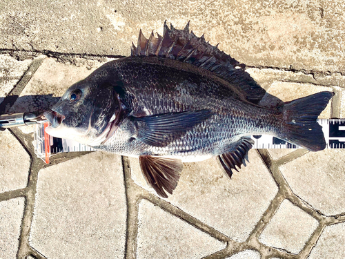 チヌの釣果