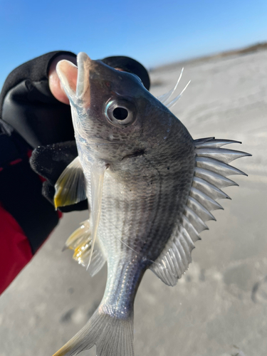 キビレの釣果