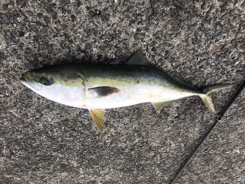 ハマチの釣果