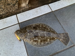 ヒラメの釣果